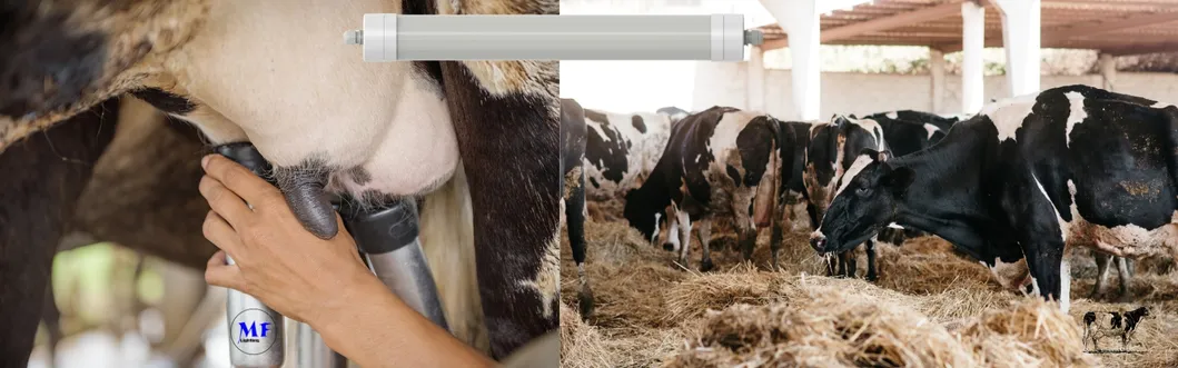 Luce a tri prova di LED Antimoniaco Bianco Colore Ik10 IP69K 0~10V Dim CCT Potenza regolabile 170lm/W 1,6m per le mucche diurne 5