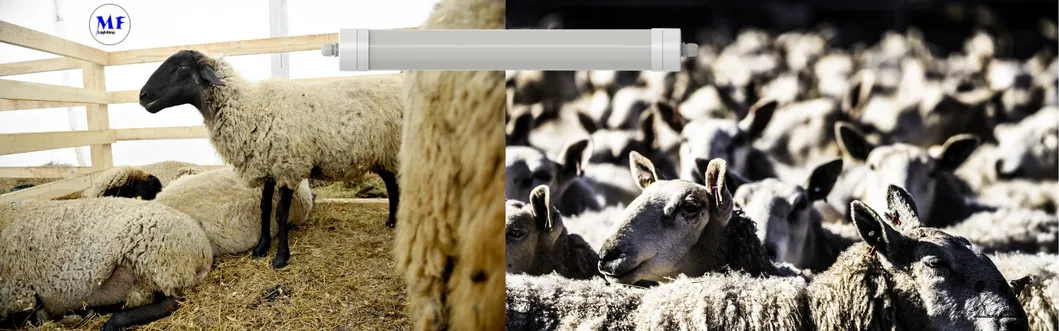 Luce a tri prova di LED Antimoniaco Bianco Colore Ik10 IP69K 0~10V Dim CCT Potenza regolabile 170lm/W 1,6m per le mucche diurne 6