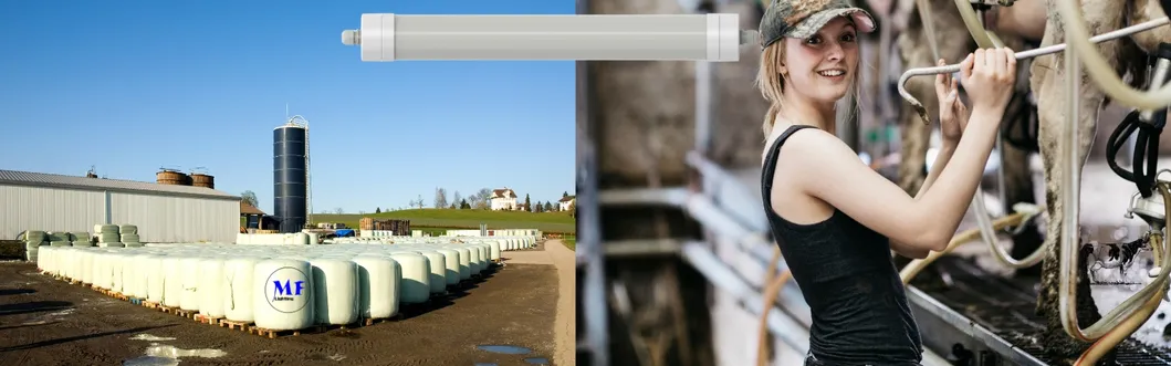 Luce a tri prova di LED Antimoniaco Bianco Colore Ik10 IP69K 0~10V Dim CCT Potenza regolabile 170lm/W 1,6m per le mucche diurne 8