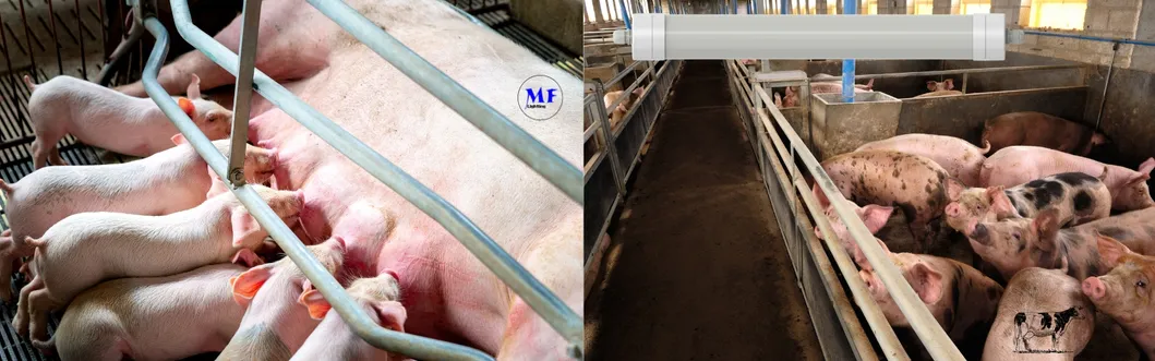 Luce a tri prova di LED Antimoniaco Bianco Colore Ik10 IP69K 0~10V Dim CCT Potenza regolabile 170lm/W 1,6m per le mucche diurne 7