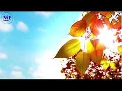 Pigeon 1 Luci stradali solari