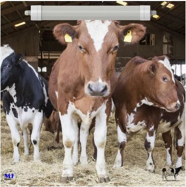 Luce a tri prova di LED Antimoniaco Bianco Colore Ik10 IP69K 0~10V Dim CCT Potenza regolabile 170lm/W 1,6m per le mucche diurne